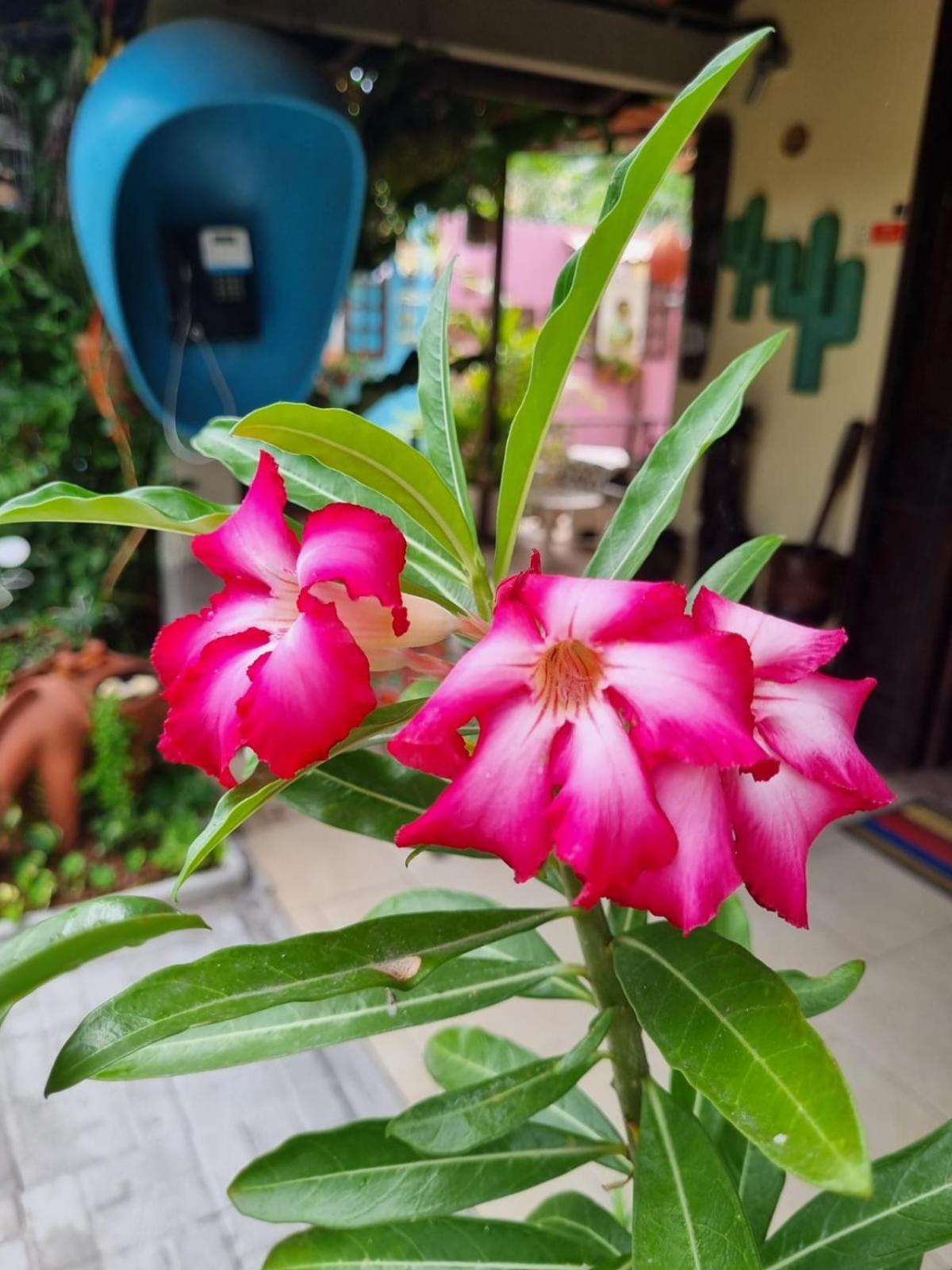 Pousada Casa Da Lucinha ฟอร์ตาเลซา ภายนอก รูปภาพ